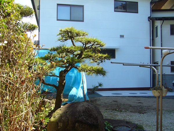 松の木が見守るお庭